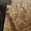 Segunda colleita na plantación de Panadería Acuña en Lalín