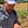 Segunda colleita na plantación de Panadería Acuña en Lalín