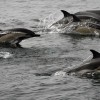Avistan baleas de aleta, baleas piloto, marsopas e golfiños na Ría