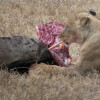 Leoa a comer logo da caza en Ngorongoro