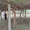 Persoal da EFA conta árbores de kiwis no claustro de Santa Clara