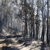 Montes quemados en Cotobade después de los incendios de agosto