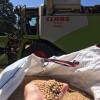 Segunda colleita na plantación de Panadería Acuña en Lalín