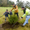 Plantación das árbores de Nadal en Tomeza
