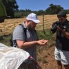 Segunda colleita na plantación de Panadería Acuña en Lalín