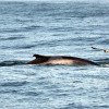 Avistan ballenas de aleta, ballenas piloto, marsopas y delfines en la Ría