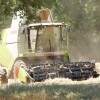 Segunda cosecha en la plantación de Panadería Acuña en Lalín