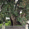 Traballos de urxencia no magnolio de Méndez Núñez