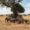 Elefantes á sombra dunha acacia en Tarangire