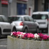 Primavera nunha rúa de Marín