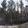 Montes queimados en Cotobade despois dos incendios de agosto