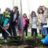 Los escolares del Marcos da Portela plantan árboles con el compost de Monte Porreiro