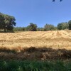 Segunda colleita na plantación de Panadería Acuña en Lalín