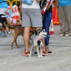 Primera carrera benéfica canina Pontecan en la Illa das Esculturas