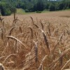 Segunda colleita na plantación de Panadería Acuña en Lalín