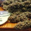 Marihuana e sistema de cultivo intervidos nunha plantación en Poio