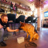 Hama Bar, local amigo das mascotas de Pontevedra