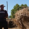 Tercera cosecha en la plantación de Panadería Acuña en Vilaboa