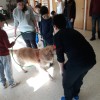 El alumnado trabajando con los animales de terapia