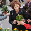 Reparto de flores de Ponteguapa na praza da Audiencia