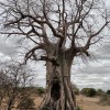 Baobab en Tarangire