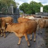 Vacas soltas no monte comen cultivos en Santa María de Xeve