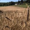 Segunda colleita na plantación de Panadería Acuña en Lalín