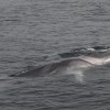 Avistan ballenas de aleta, ballenas piloto, marsopas y delfines en la Ría