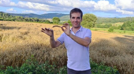 Primeira colleita na plantación de Panadería Acuña en Lalín