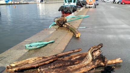 Retirada de troncos y ramas en la ría de Pontevedra