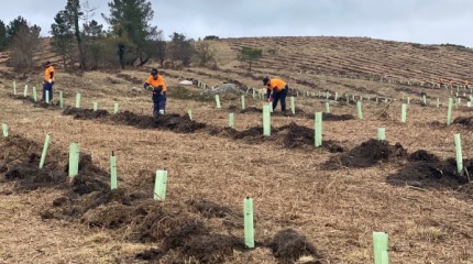 Plantación de 17.000 árbores en Quireza (Cerdedo-Cotobade)