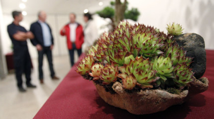 Mostra colectiva de bonsáis no Pazo da Cultura