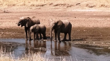 Retallos de mundo: Tarangire, Serengueti e Ngorongoro, Tanzania