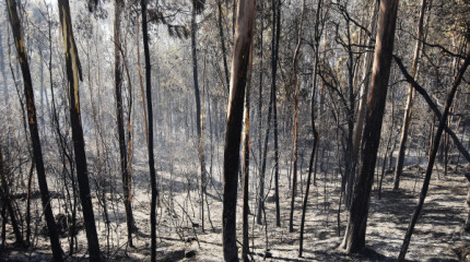 El día después de los incendios en la comarca