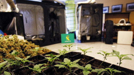 Desmantelan unha plantación de marihuana 'indoor' en Poio