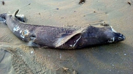 Tiburón en la playa de A Lanzada