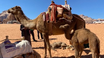 Desierto Wadi Rum